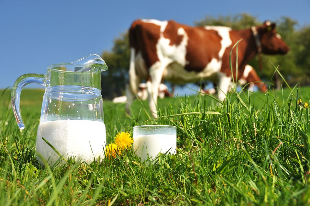 a tej hatása a prosztatitisre