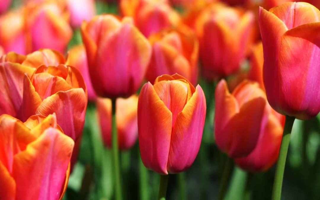 virag tulipan